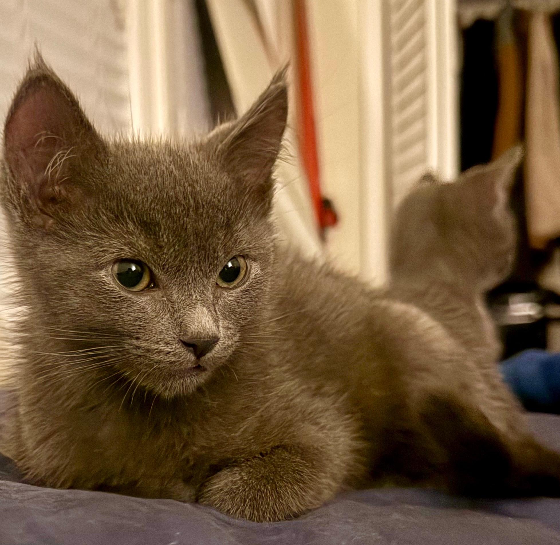 Smokey, Adoptable, Kitten Male Domestic Short Hair.
