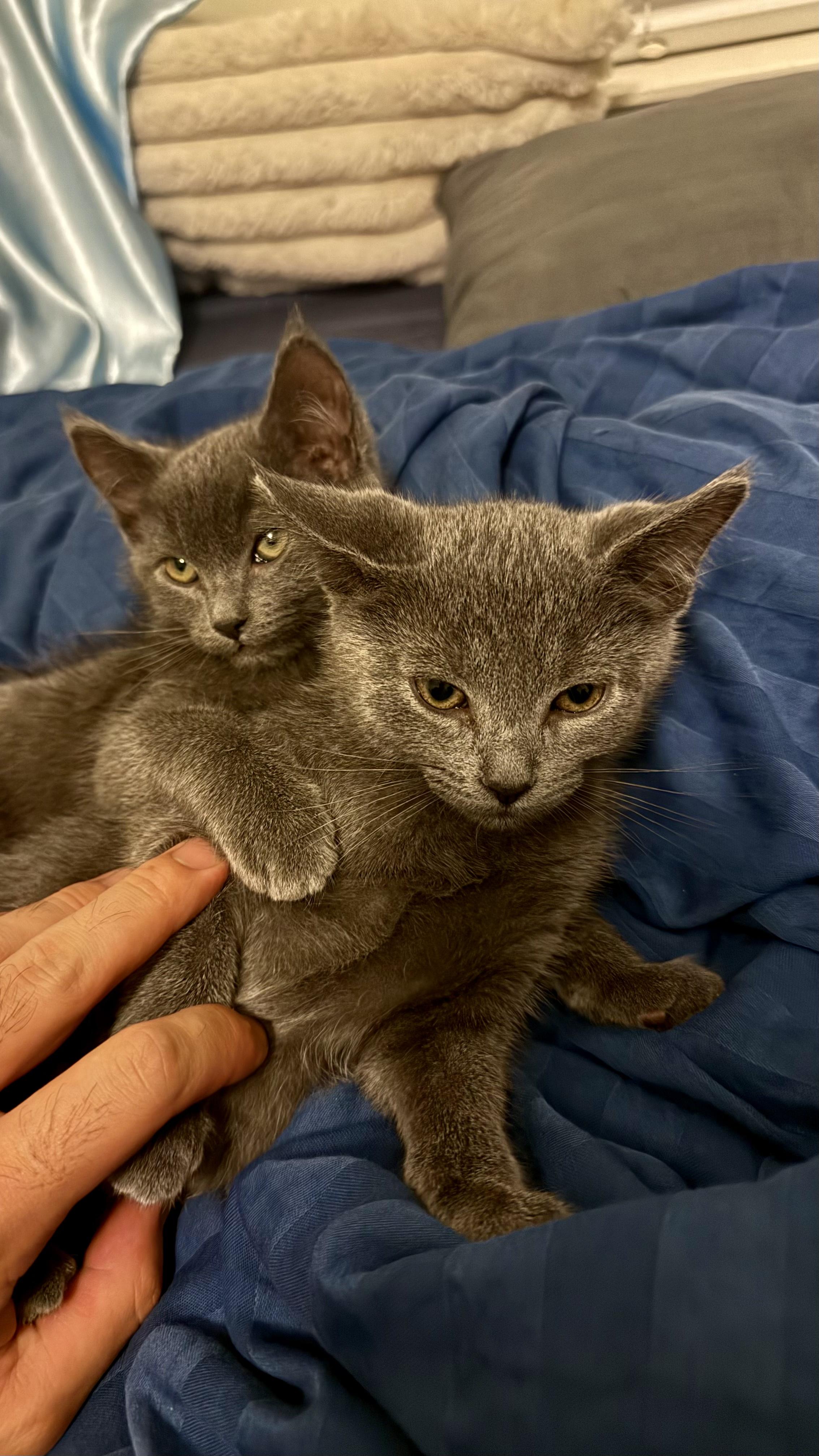 Smokey, a Adoptable mixed breed in Emeryville, CA image 3/3