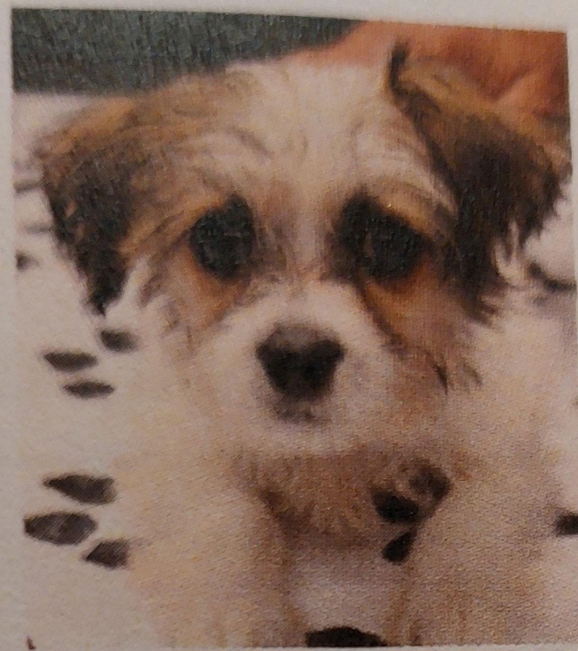 Willa-Tuscarawas, a Adoptable mixed breed in Pataskala, OH image 2/2