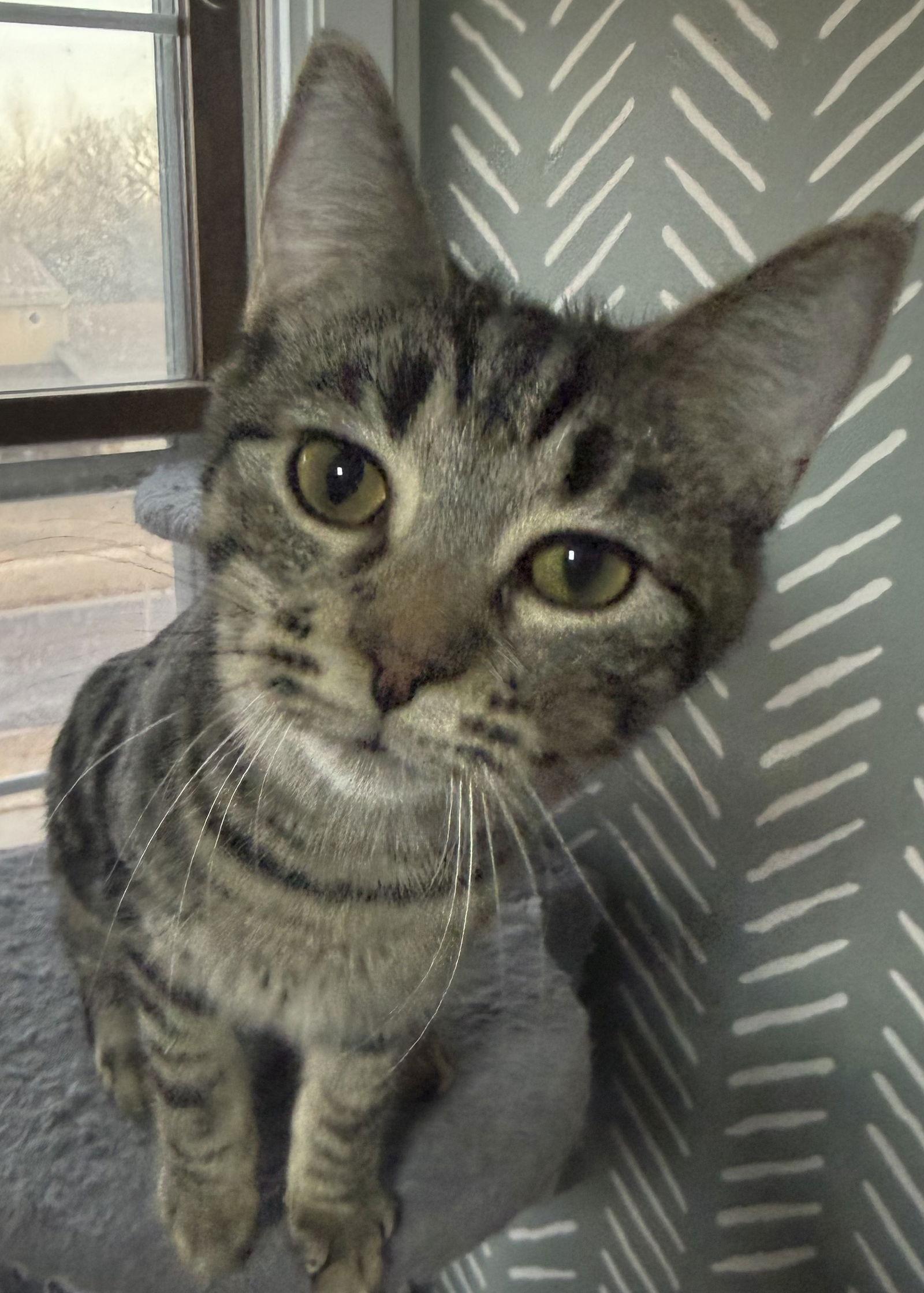 Enlarge Tootsie, a Adoptable mixed breed in Island Lake, IL image 1/3