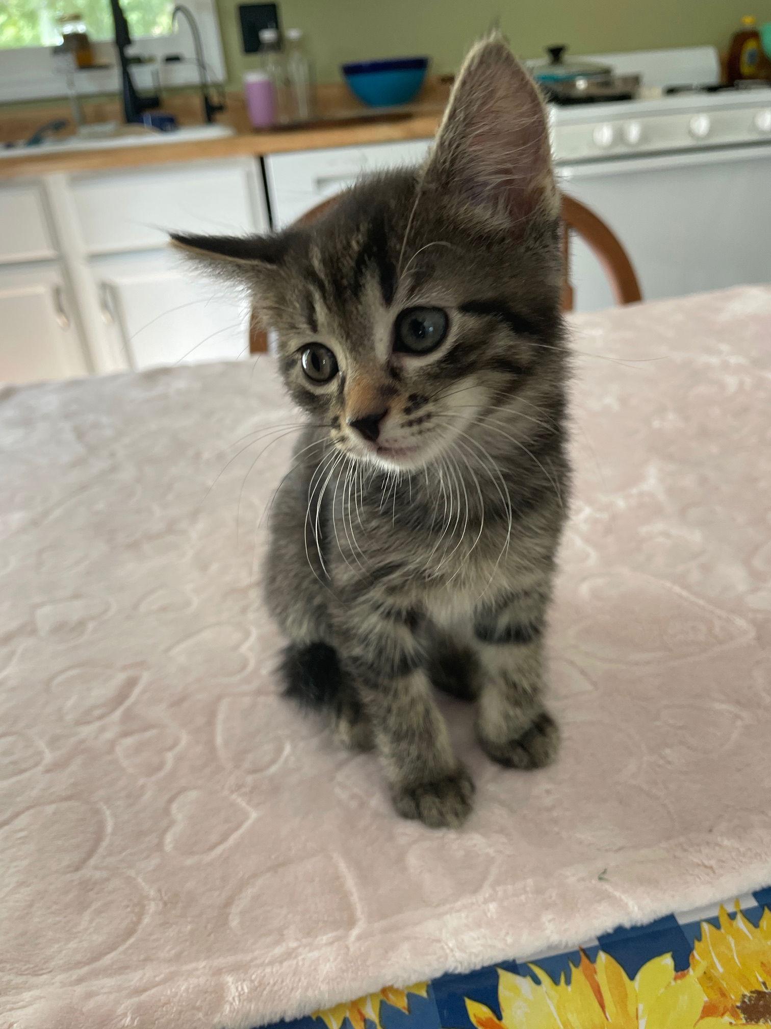 Tootsie, Adoptable, Kitten Female Tabby & Domestic Short Hair.