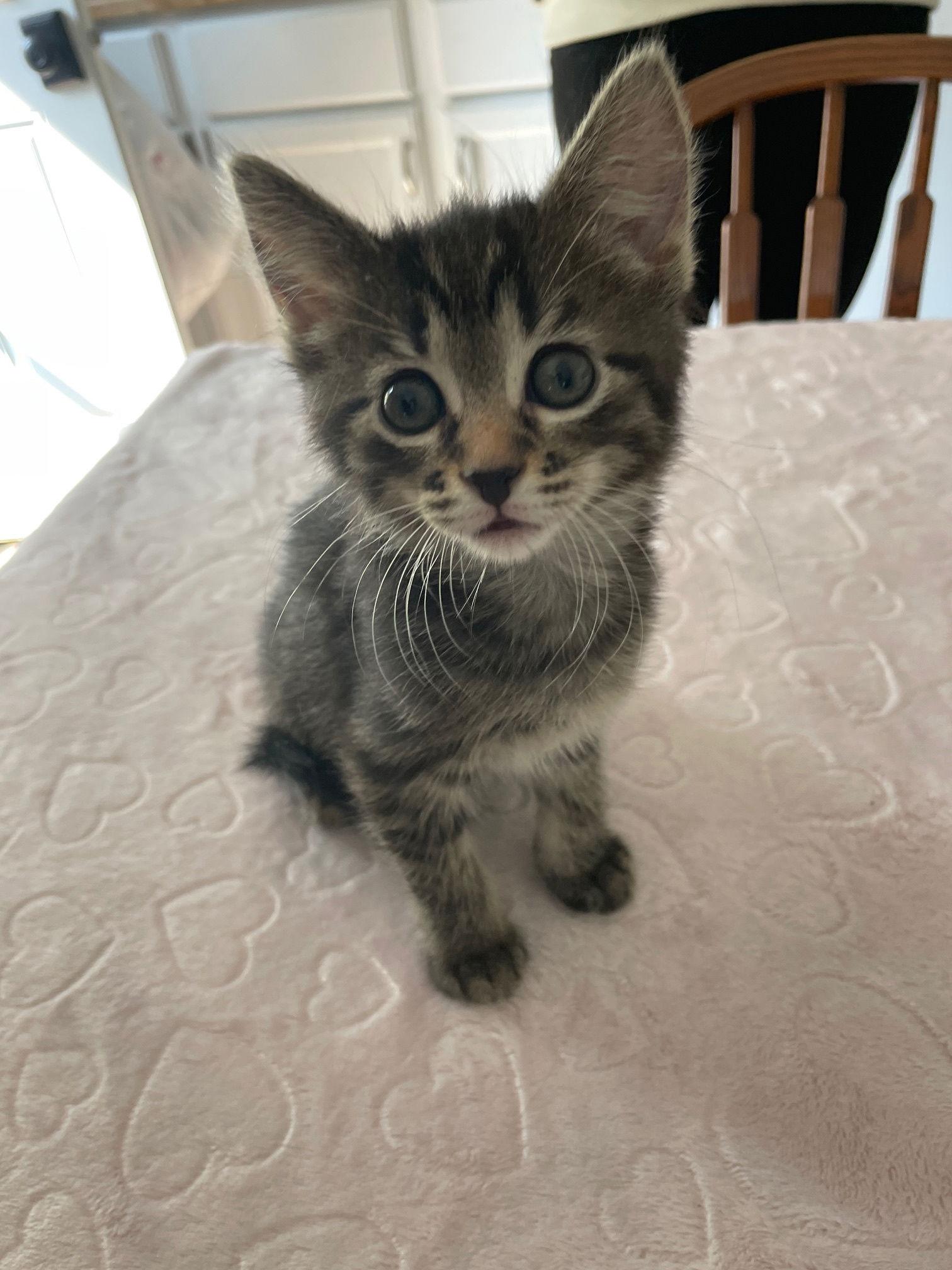 Enlarge Tootsie, a Adoptable mixed breed in Island Lake, IL image 2/3