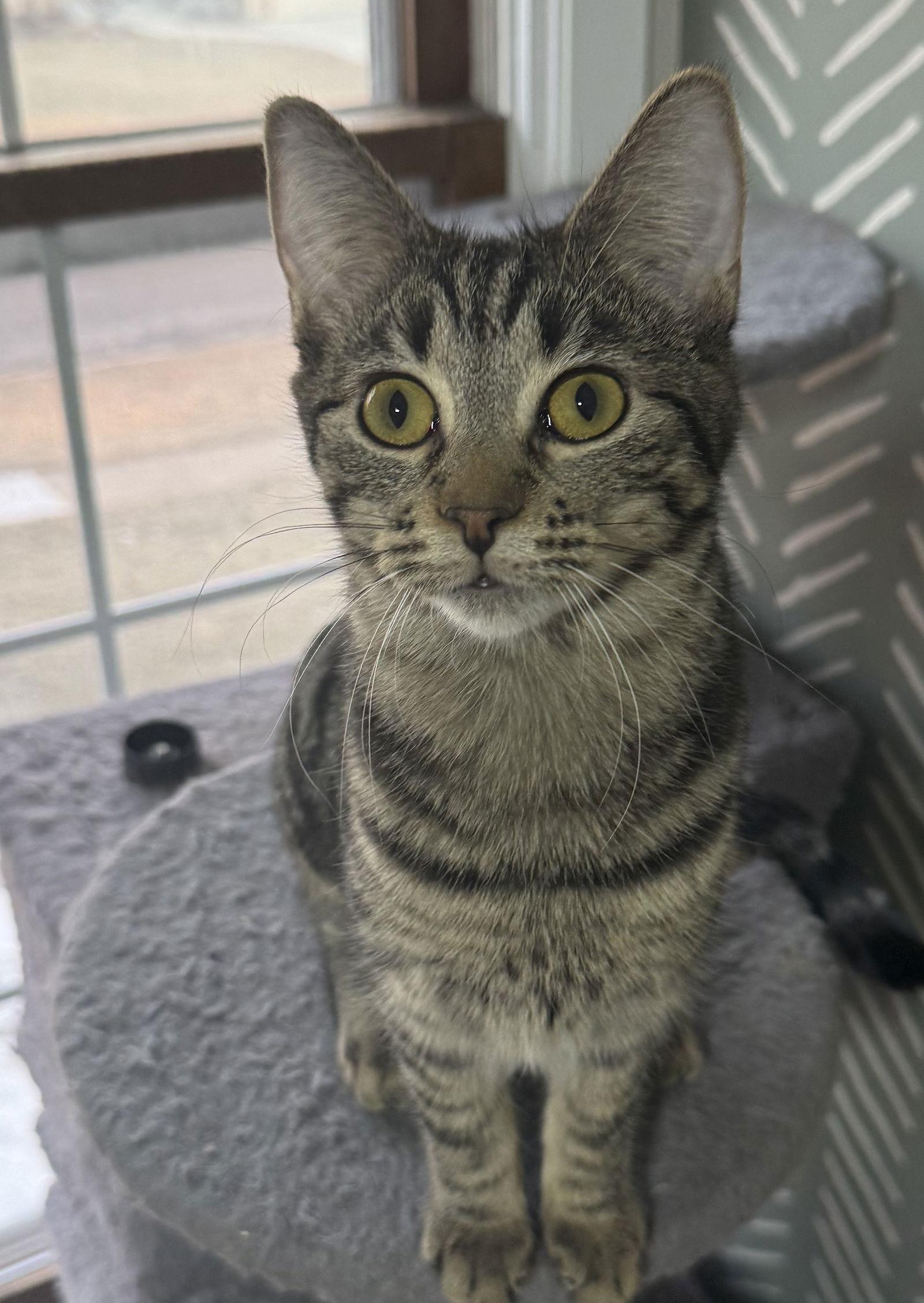 Enlarge Tootsie, a Adoptable mixed breed in Island Lake, IL image 3/3