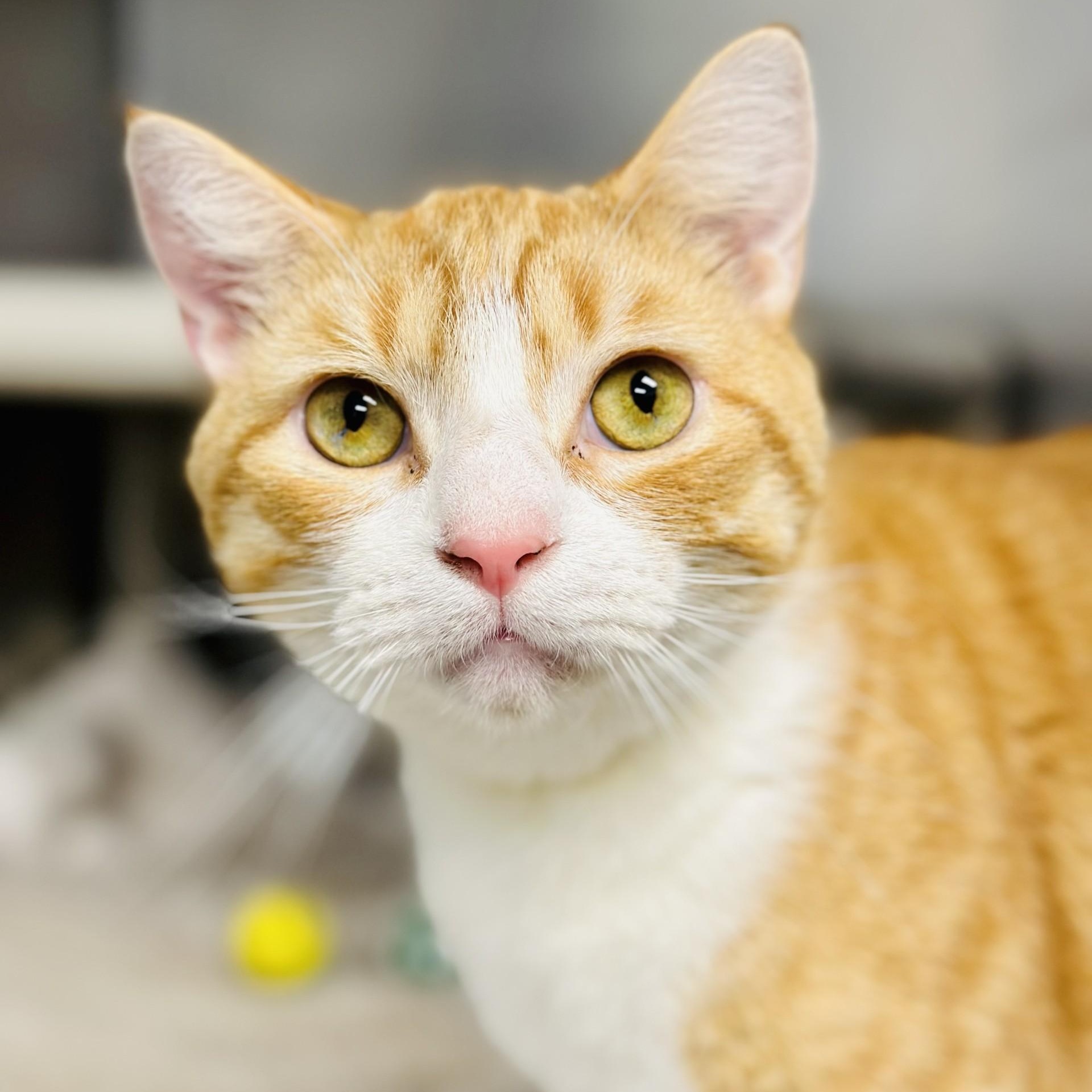 Scorpio, a Adoptable Domestic Short Hair in Manahawkin, NJ image 1/2