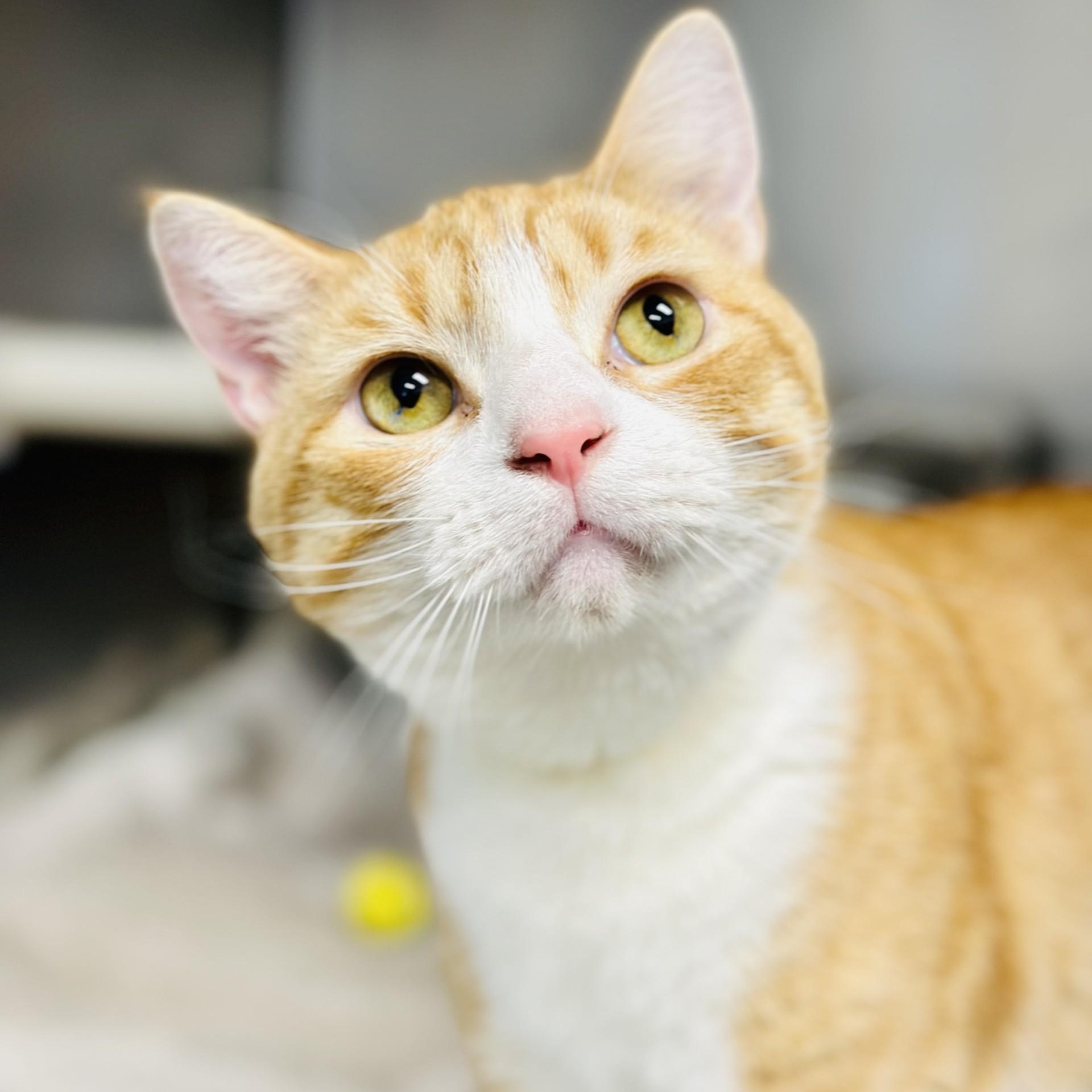 Scorpio, a Adoptable Domestic Short Hair in Manahawkin, NJ image 2/2