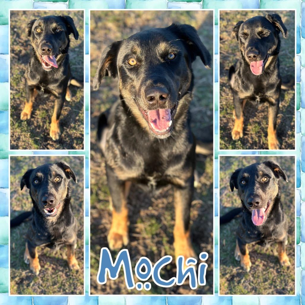 Enlarge Mochi, a Adoptable mixed breed in Fort Smith, AR image 1/2