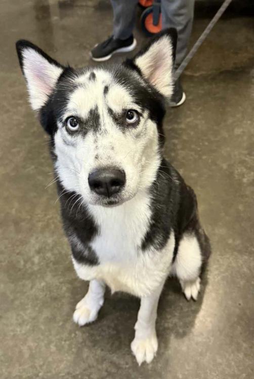 Nova *Foster Needed*, Adoptable, Adult Female Siberian Husky.
