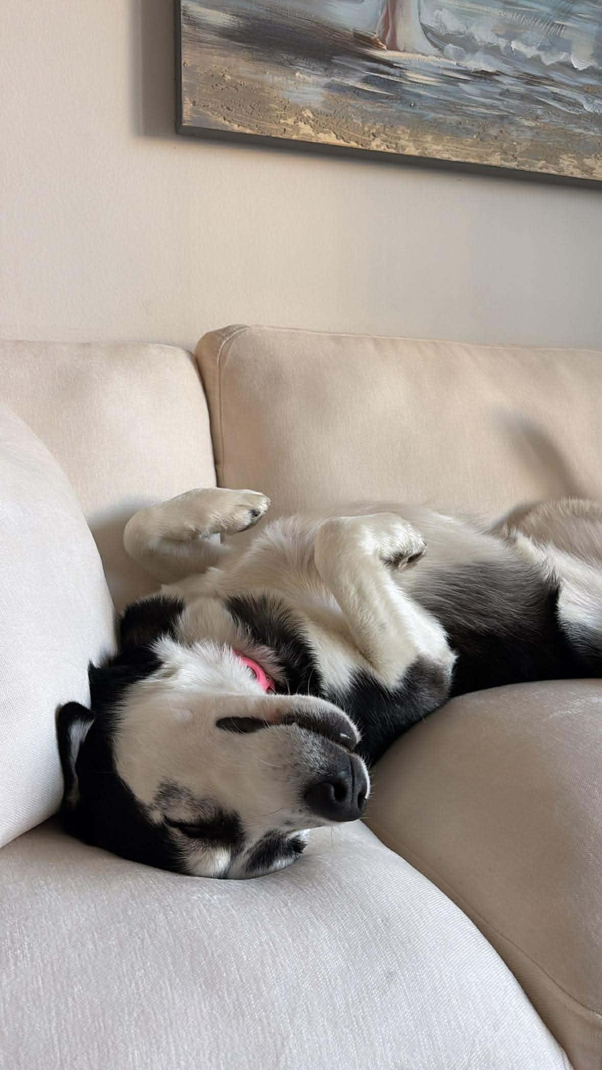 Enlarge Nova, a Adoptable Siberian Husky in Carrollton, TX image 2/3