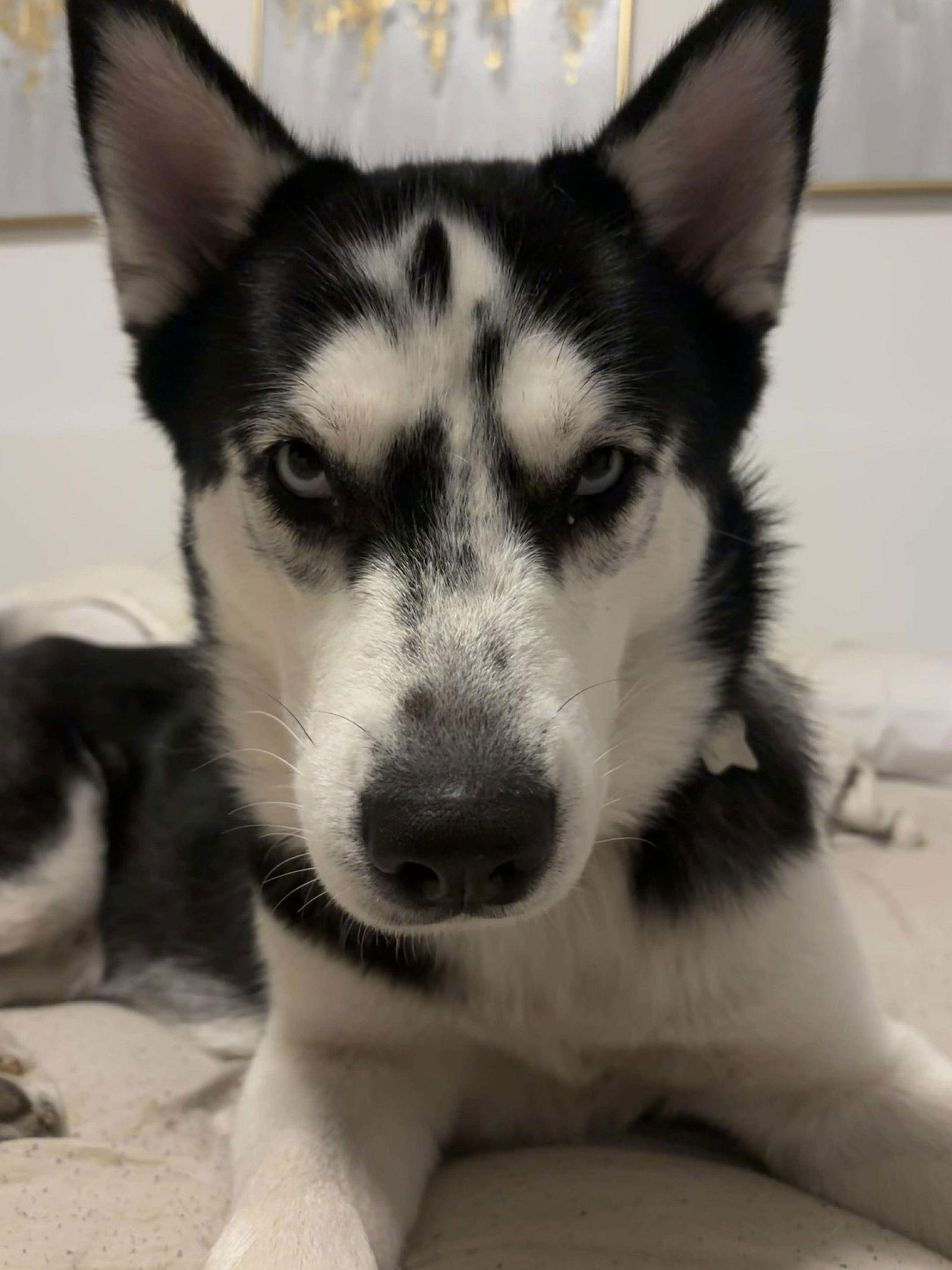 Enlarge Nova, a Adoptable Siberian Husky in Carrollton, TX image 3/3