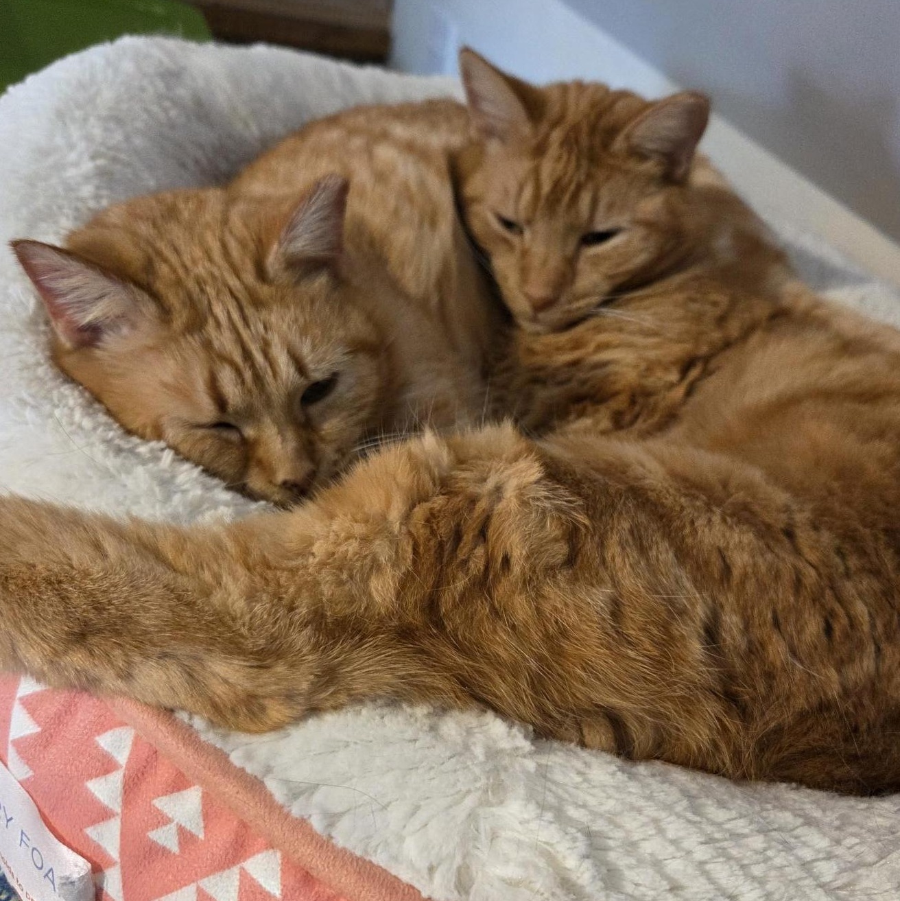 Butterscotch (male) and Mama (female) - BONDED PAIR, an adopted Domestic Medium Hair in Wells, ME image 3/4