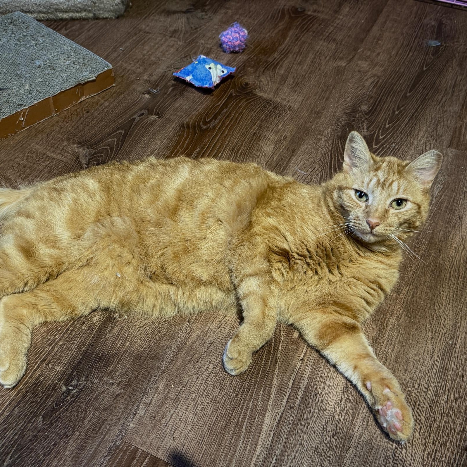 Butterscotch (male) and Mama (female) - BONDED PAIR, an adopted Domestic Medium Hair in Wells, ME image 4/4