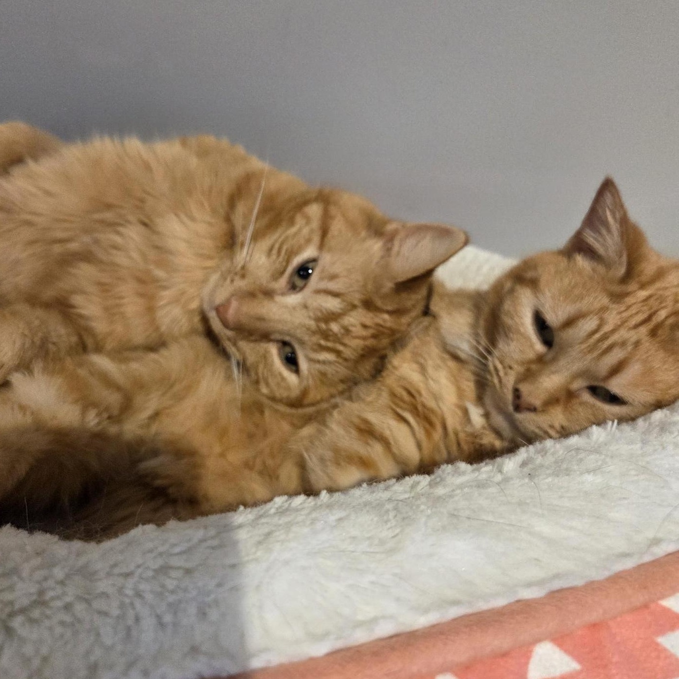 Butterscotch (male) and Mama (female) - BONDED PAIR, an adopted Domestic Medium Hair in Wells, ME image 2/4