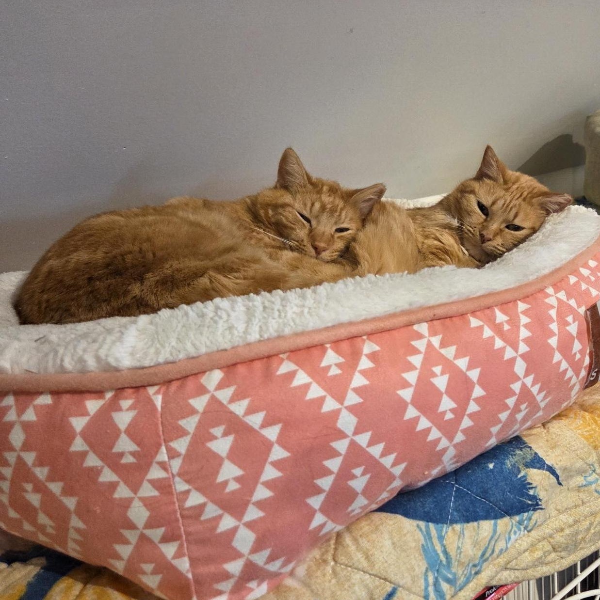 Butterscotch (male) and Mama (female) - BONDED PAIR, an adopted Domestic Medium Hair in Wells, ME image 1/4