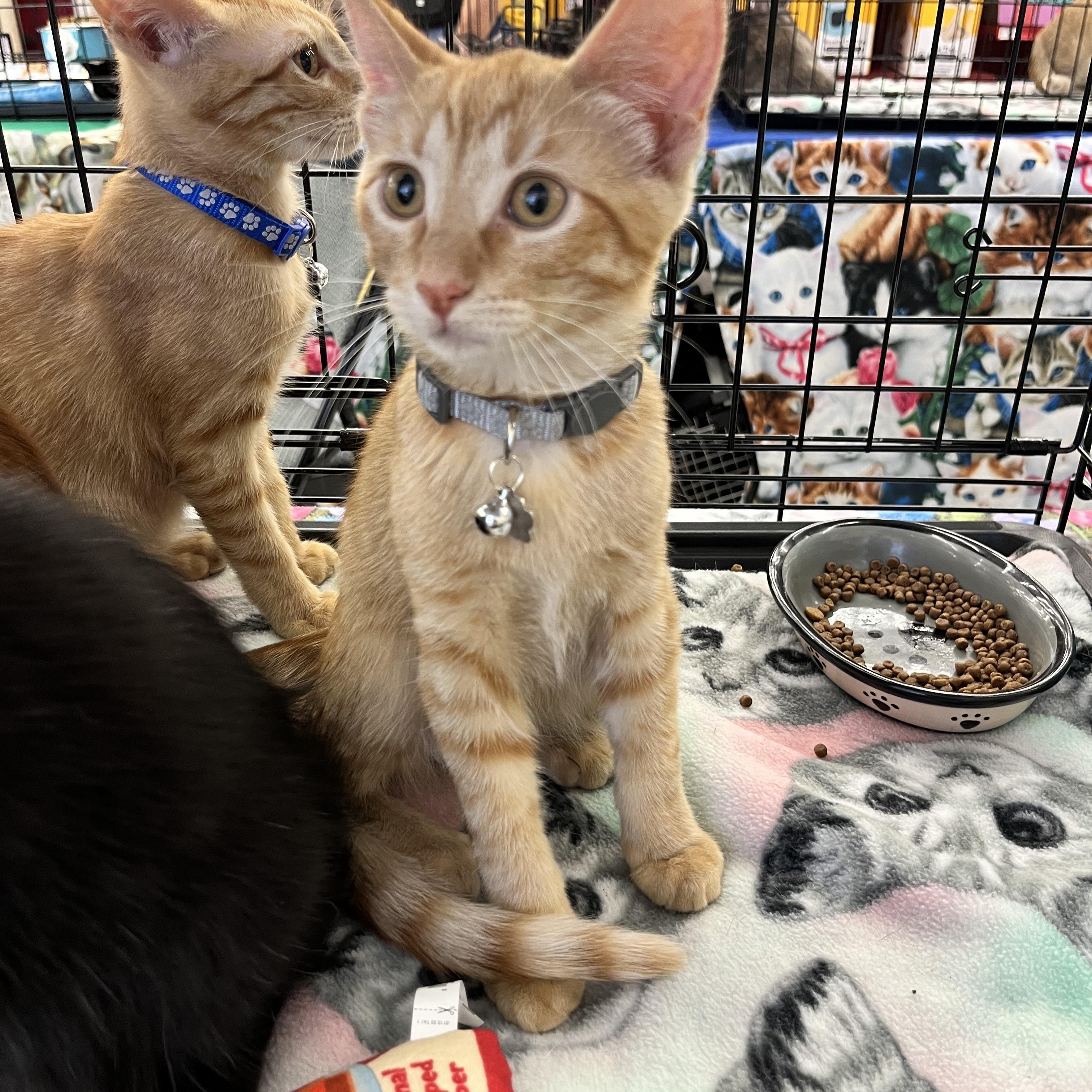 Shane M., ADOPTABLE, Kitten Male Domestic Short Hair.