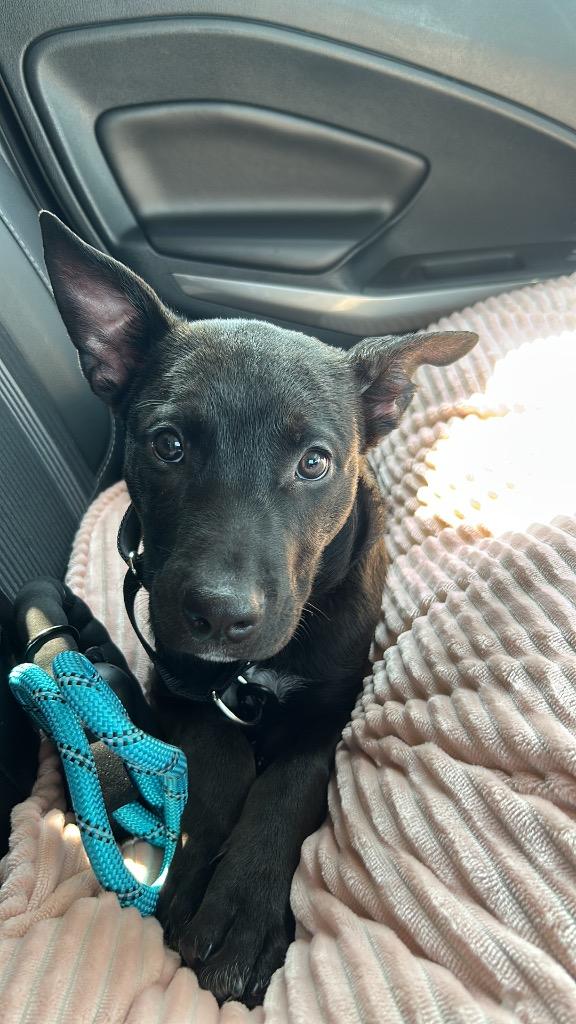 Enlarge Skeeter Jettings, a Adoptable mixed breed in Fort Lupton, CO image 2/4