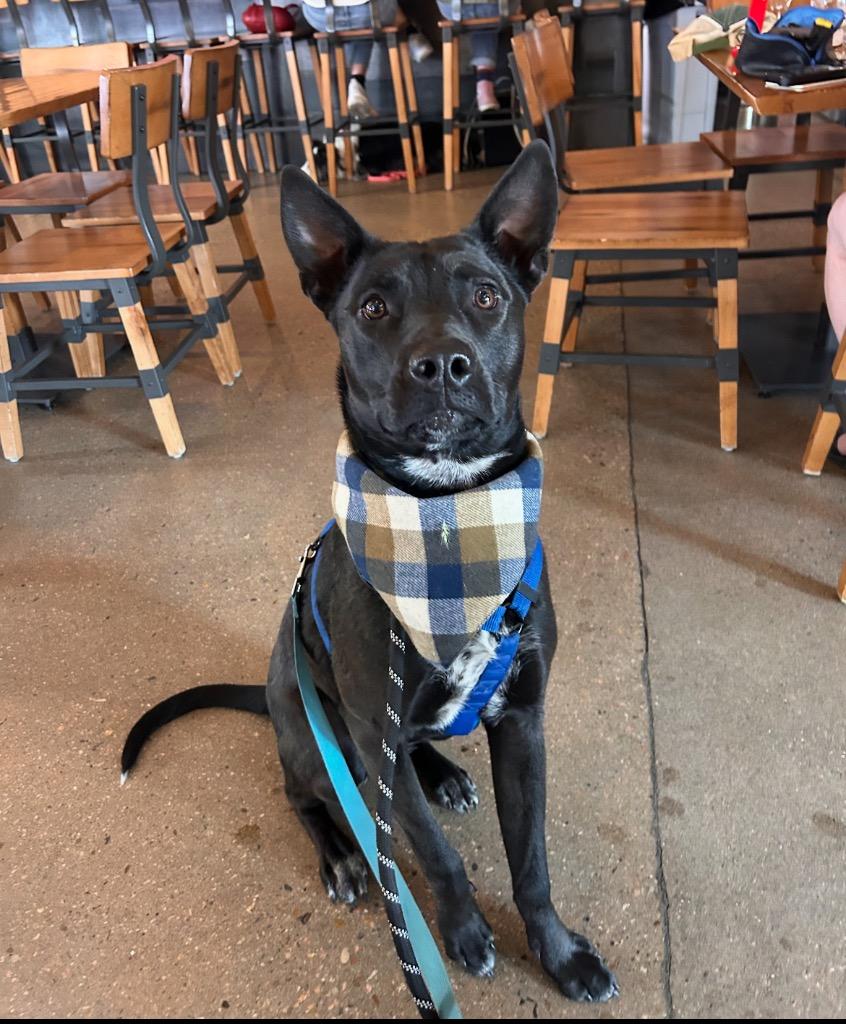 Skeeter Jettings, Adoptable, Young Male Cattle Dog & Chihuahua.