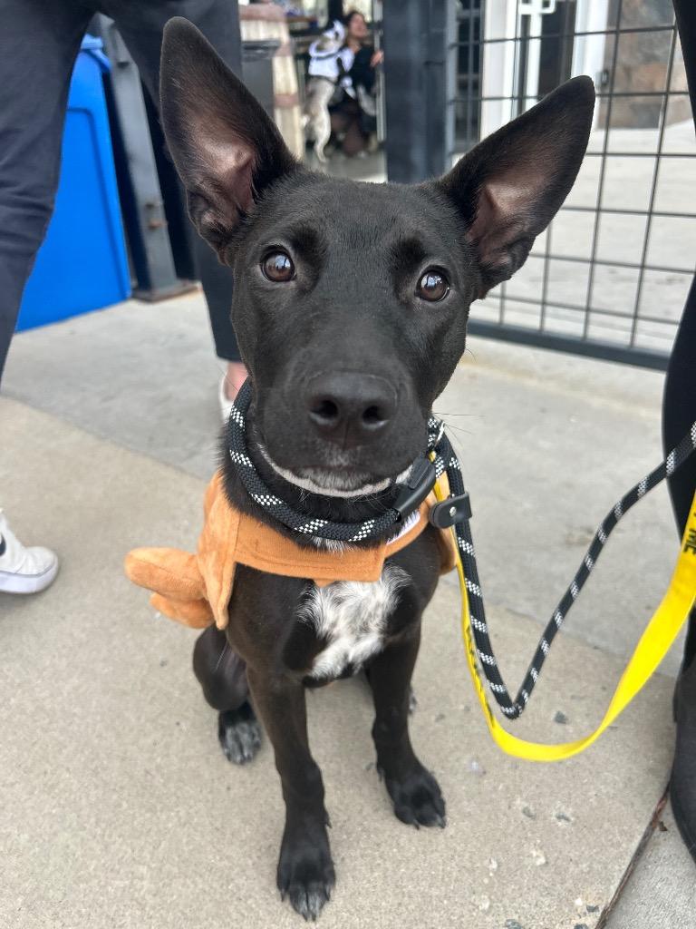 Enlarge Skeeter Jettings, a Adoptable mixed breed in Fort Lupton, CO image 1/4