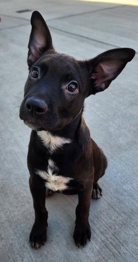 Enlarge Skeeter Jettings, a Adoptable mixed breed in Fort Lupton, CO image 2/4