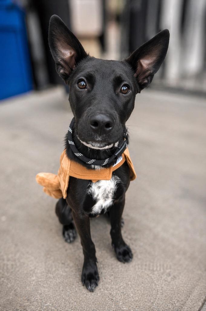 Enlarge Skeeter Jettings, a Adoptable mixed breed in Fort Lupton, CO image 3/3