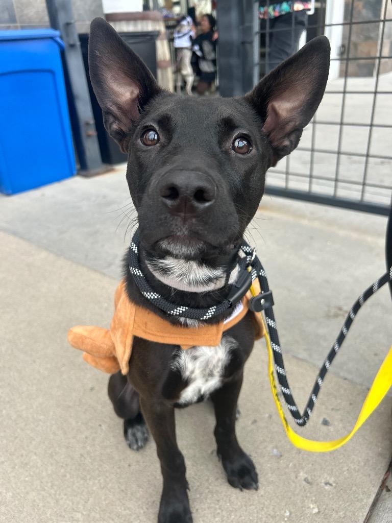 Enlarge Skeeter Jettings, a Adoptable mixed breed in Fort Lupton, CO image 4/4