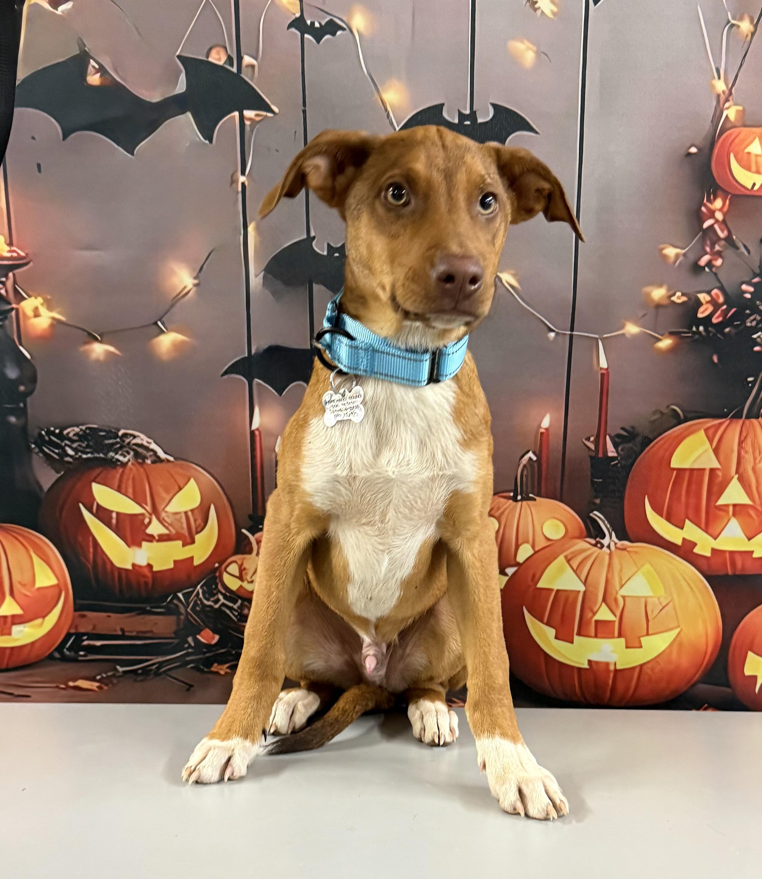 Uncle Fester, a Adoptable mixed breed in Albany, NY image 3/3