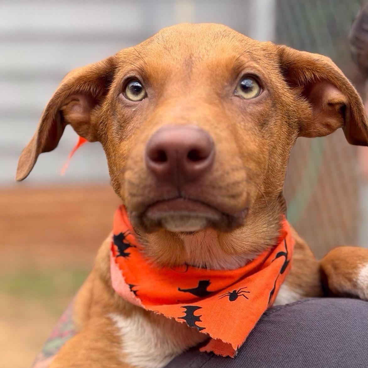 Uncle Fester, a Adoptable mixed breed in Albany, NY image 2/3