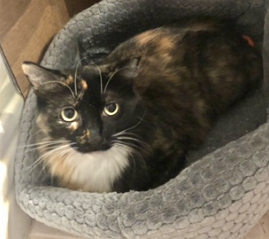 Penelope (Sweet kitty) LONG FUR