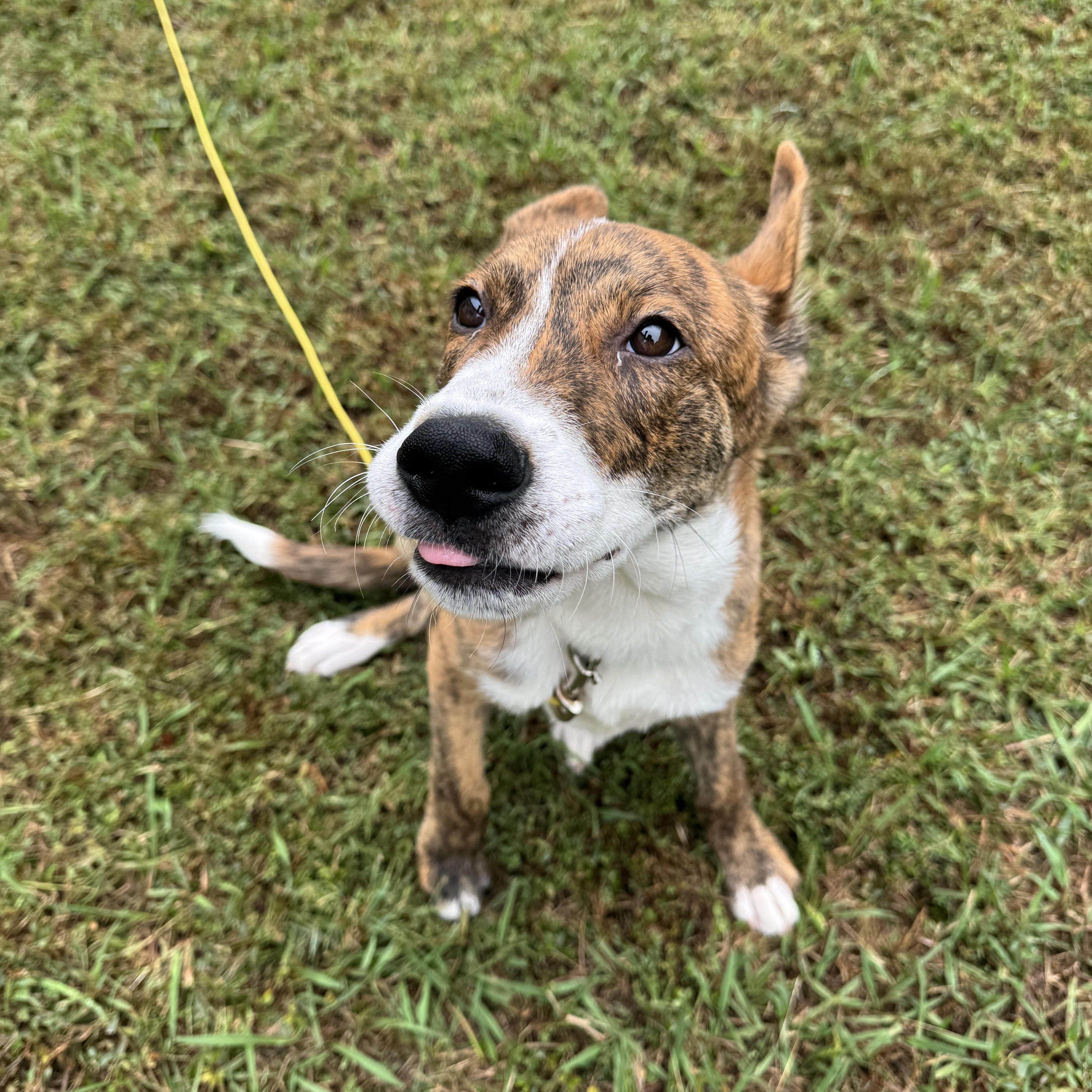 Enlarge Mercury, a Adoptable mixed breed in Rock Hill, SC image 5/6