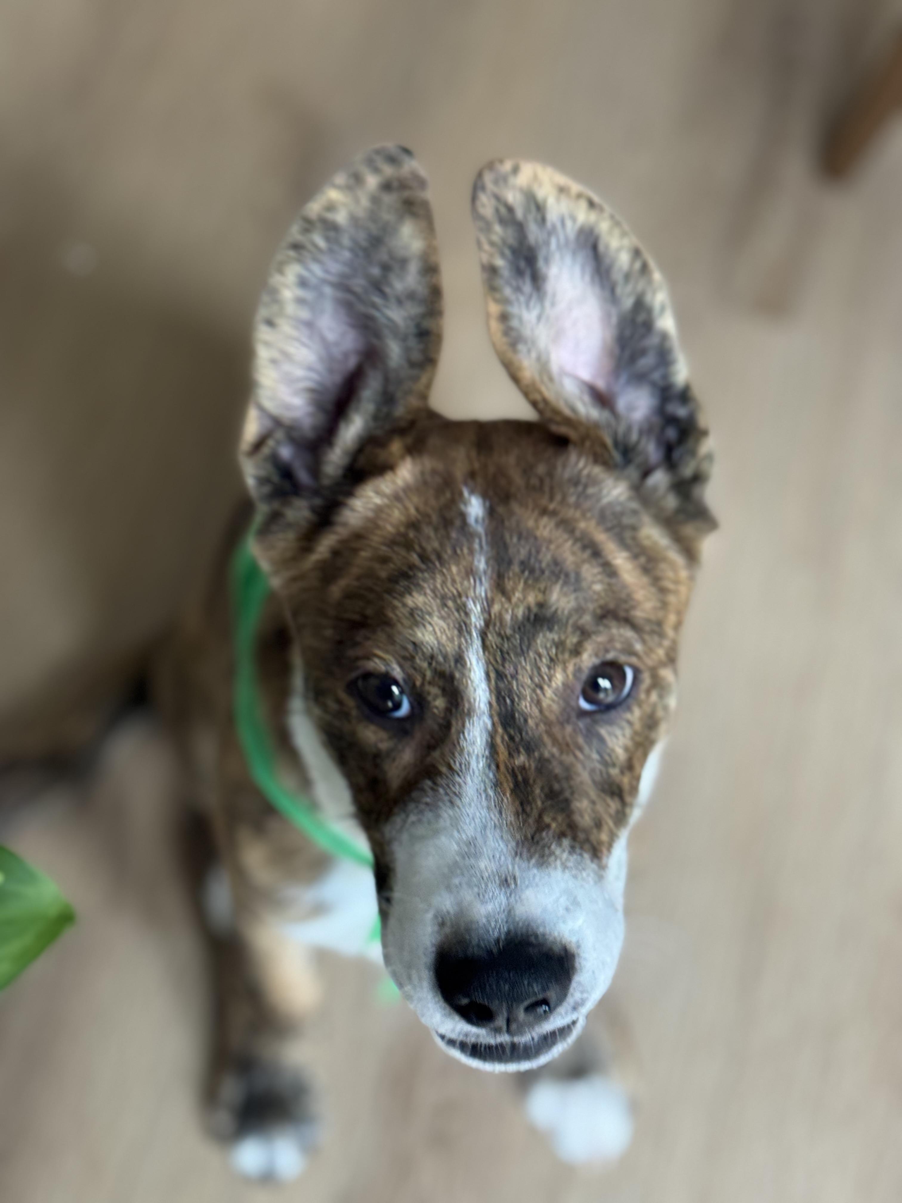 Enlarge Mercury, a Adoptable mixed breed in Rock Hill, SC image 4/6