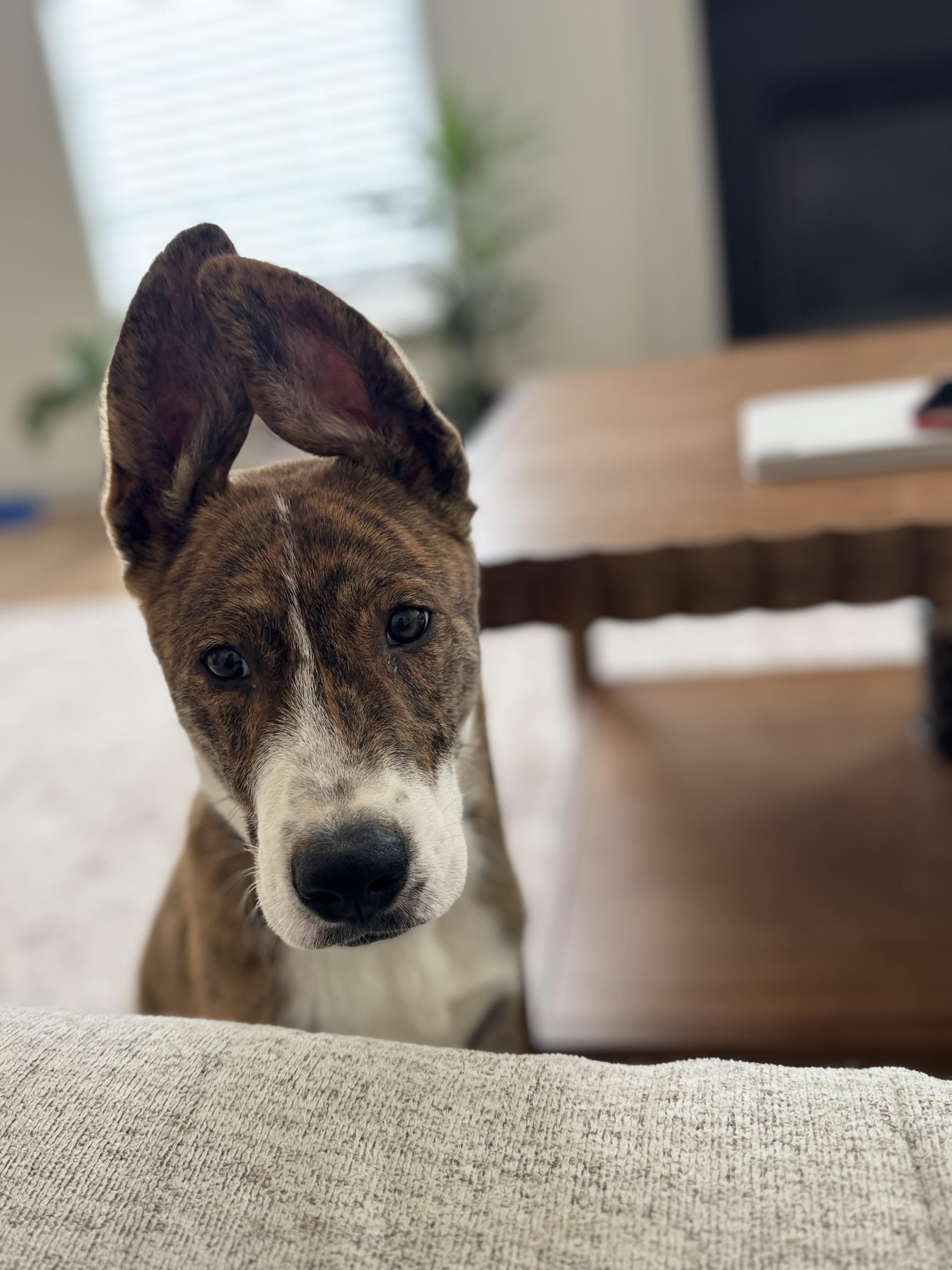 Enlarge Mercury, a Adoptable mixed breed in Rock Hill, SC image 1/6