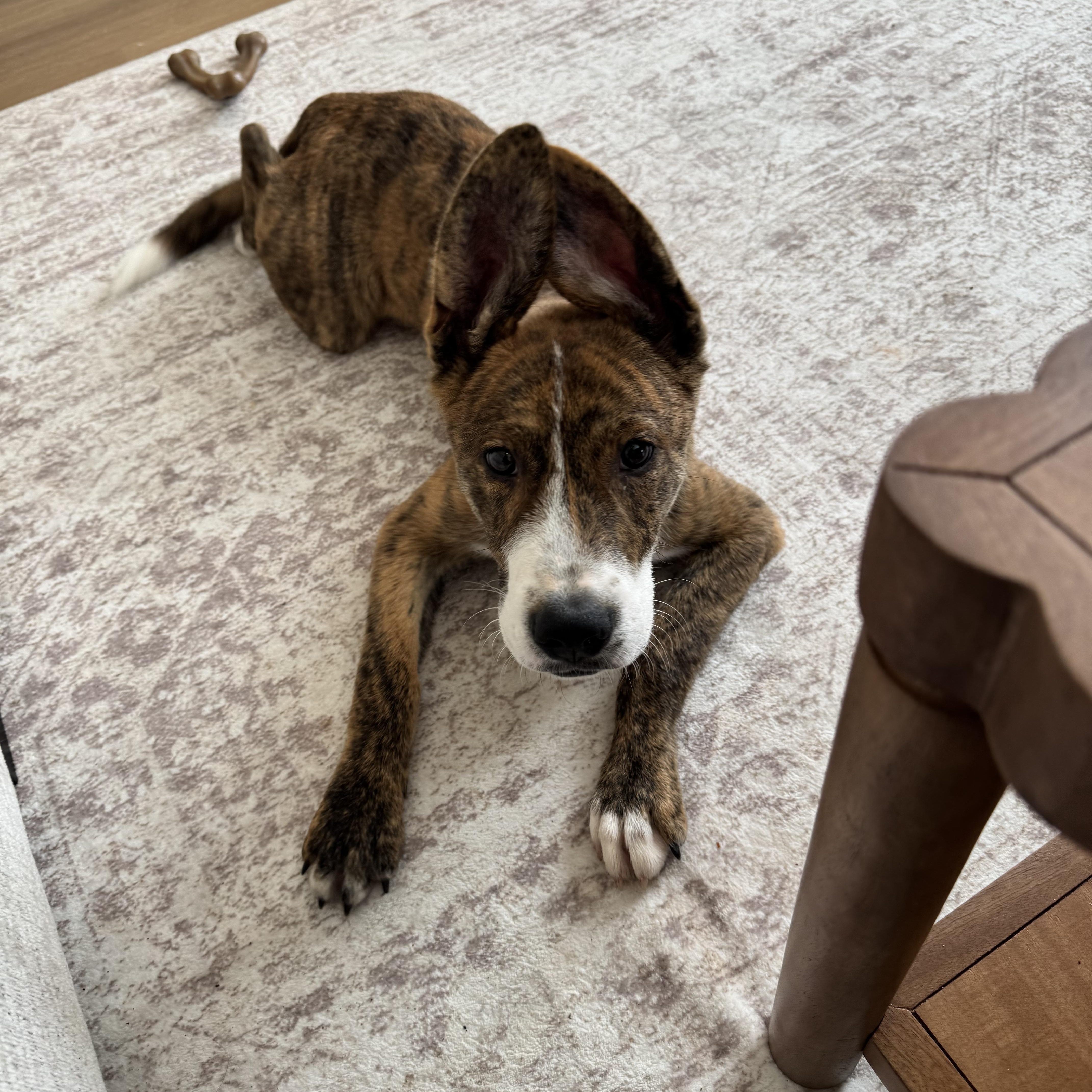 Enlarge Mercury, a Adoptable mixed breed in Rock Hill, SC image 2/6