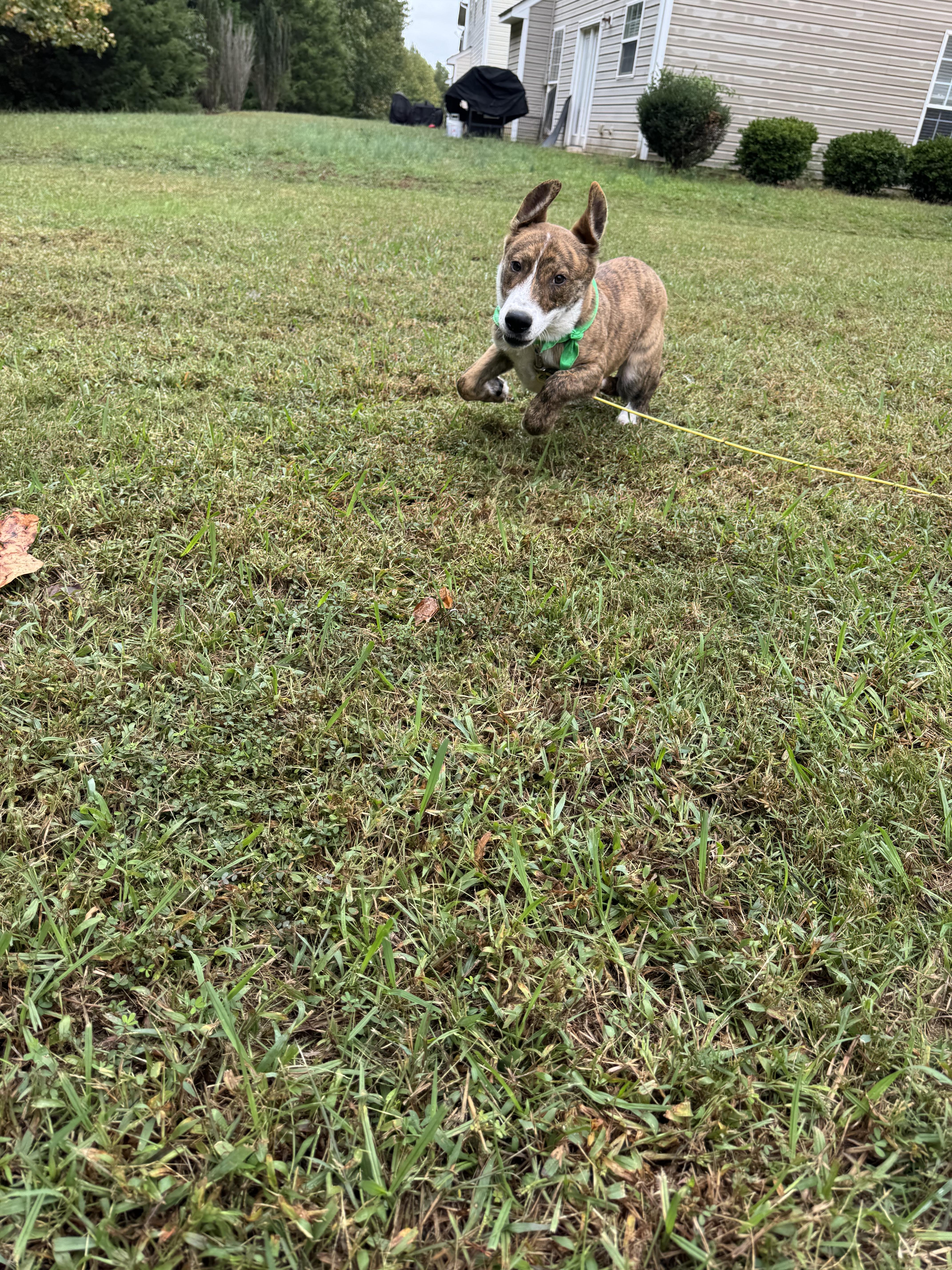 Enlarge Mercury, a Adoptable mixed breed in Rock Hill, SC image 6/6