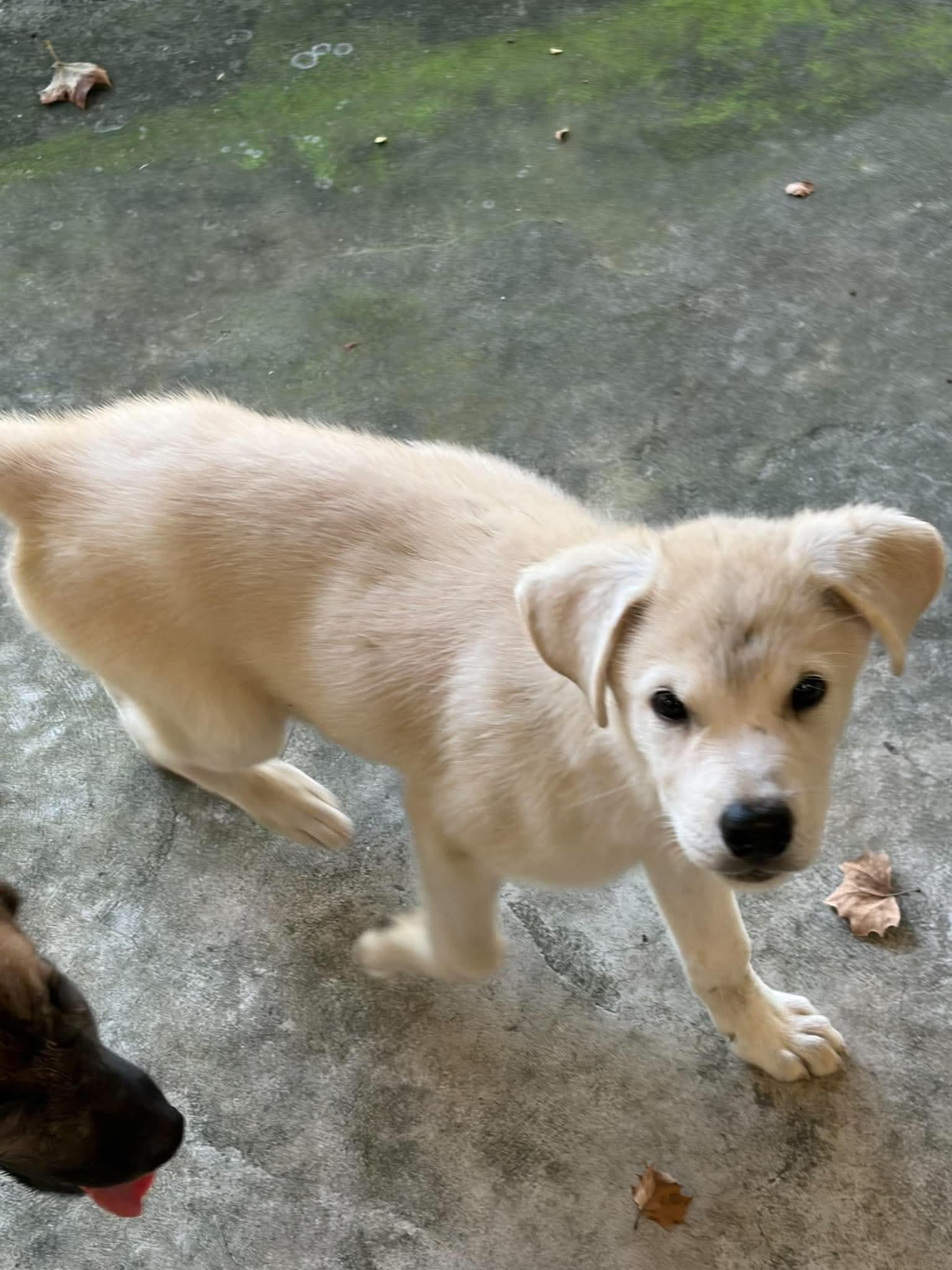 Olivia, Adopted, Puppy Female Anatolian Shepherd & Labrador Retriever.