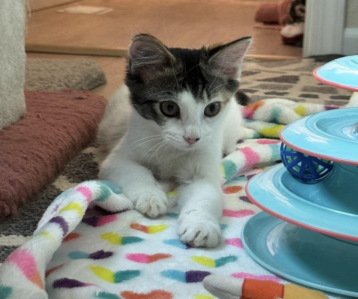Enlarge Judy, a Adoptable Domestic Medium Hair in Wasilla, AK image 1/1