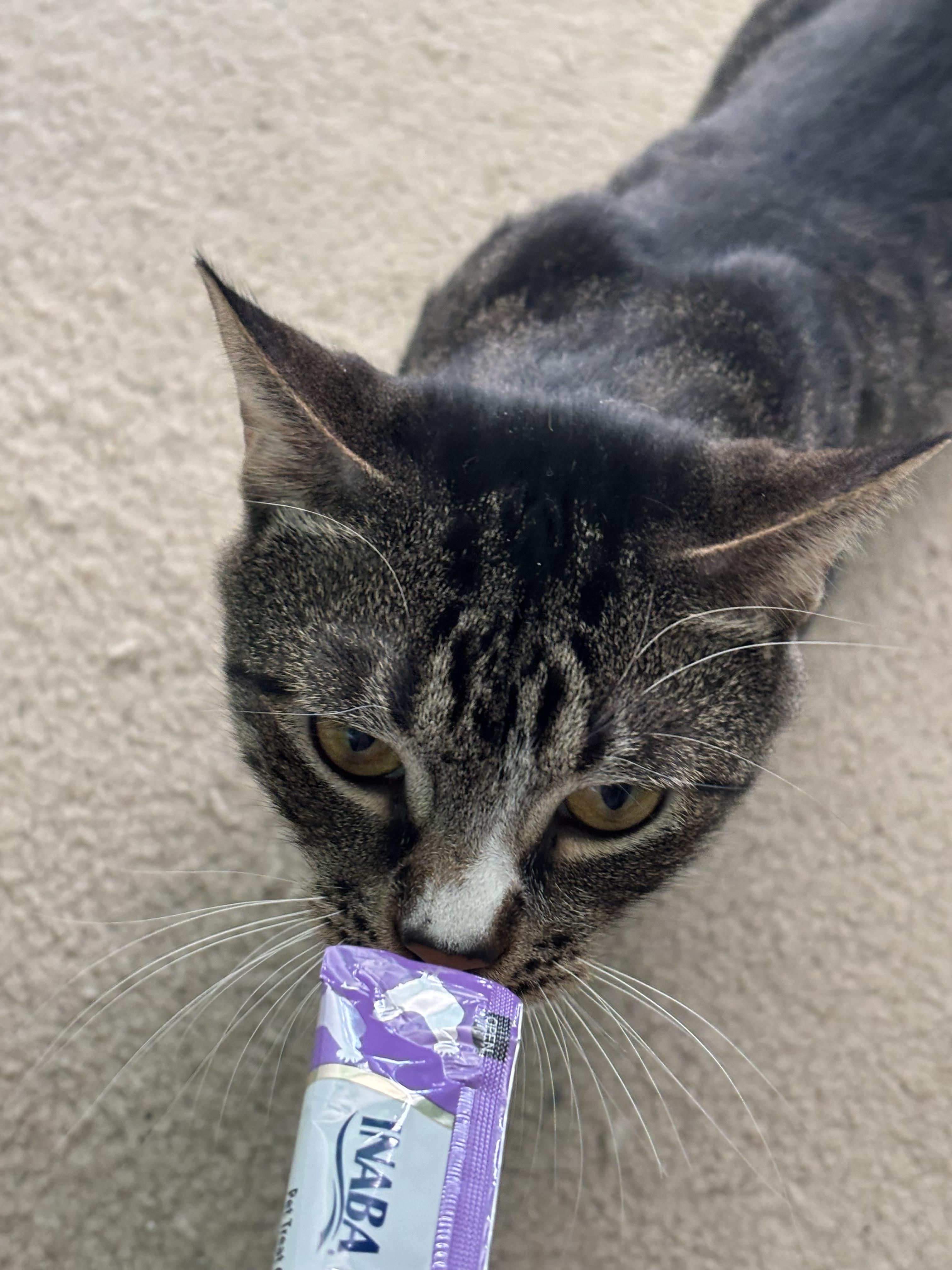 Enlarge Valentine, a Adoptable Domestic Short Hair in Wesley Chapel, FL image 6/6