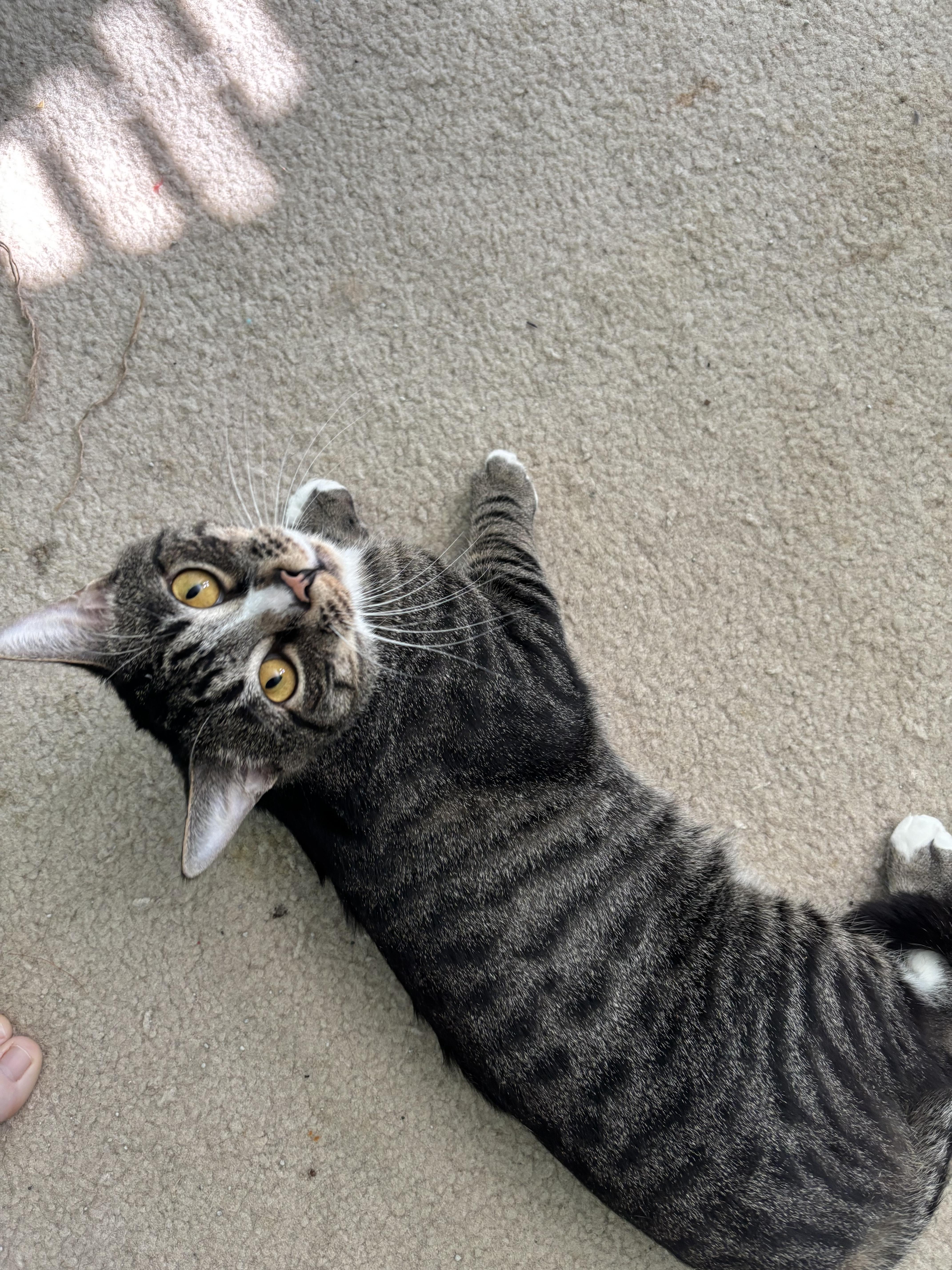 Enlarge Valentine, a Adoptable Domestic Short Hair in Wesley Chapel, FL image 3/6