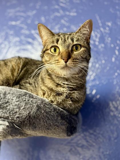Mama Cheez 49605, Adoptable, Adult Female Domestic Short Hair.