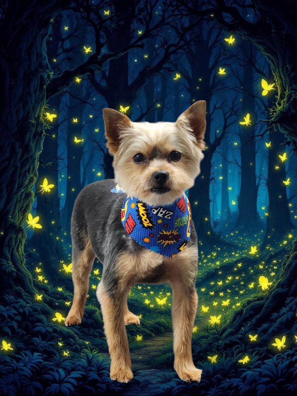 Enlarge Kuzco, a Adoptable Yorkshire Terrier in Indian Trail, NC image 1/4