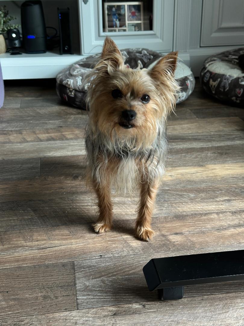 Enlarge Kuzco, a Adoptable Yorkshire Terrier in Indian Trail, NC image 2/4