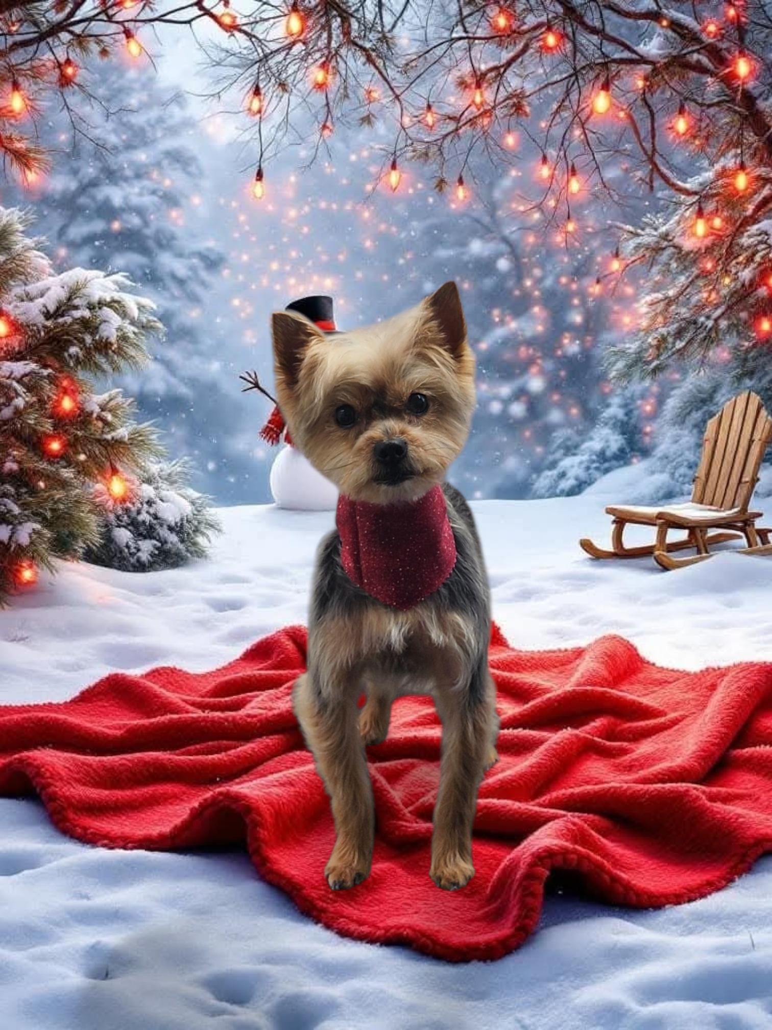 Kuzco, a Adoptable Yorkshire Terrier in Indian Trail, NC image 5/5