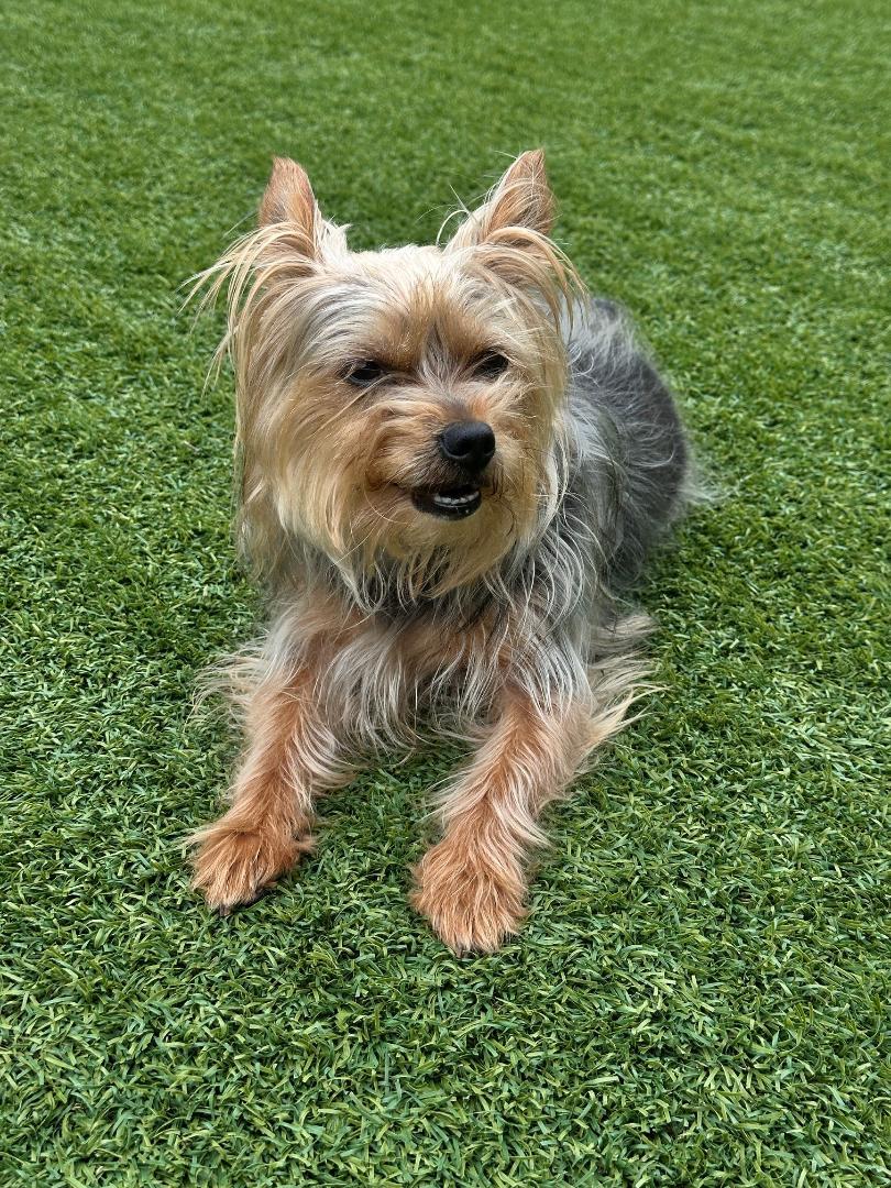 Enlarge Kuzco, a Adoptable Yorkshire Terrier in Indian Trail, NC image 3/4