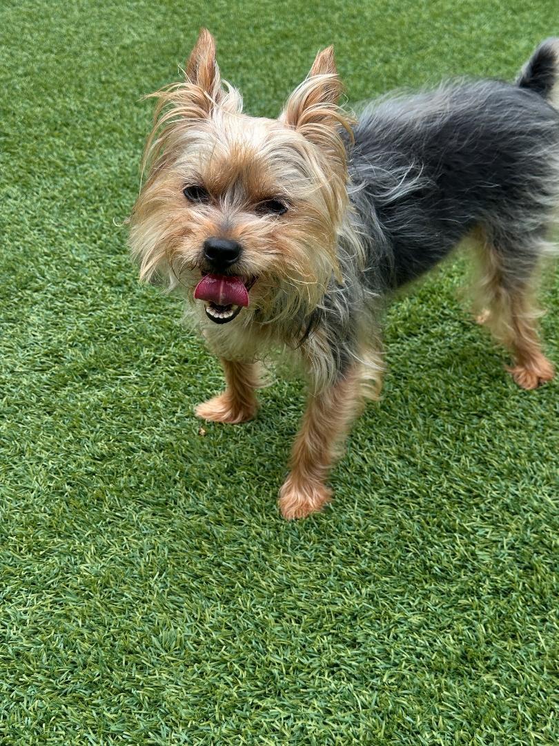 Kuzco — thumbnail 4