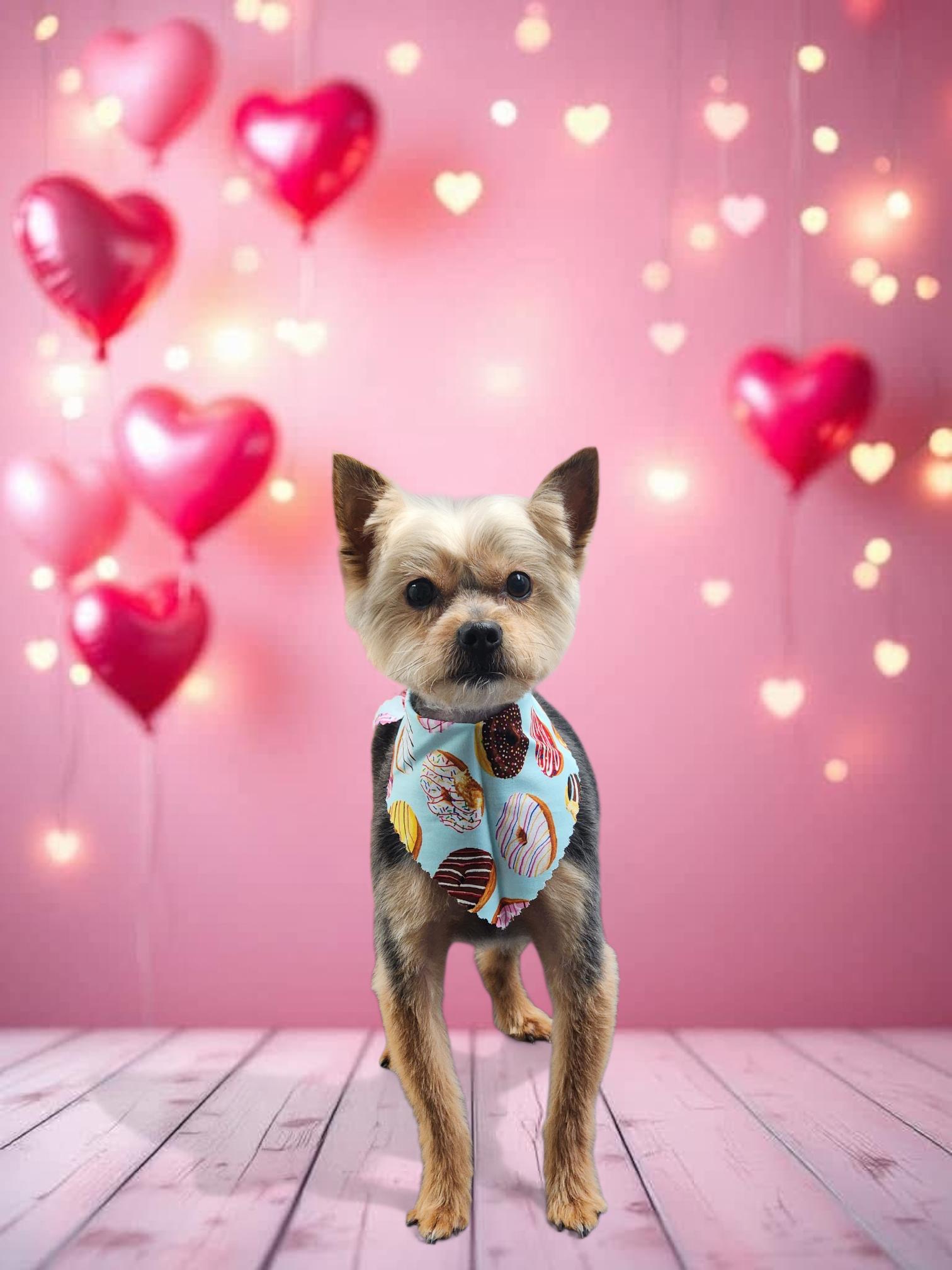 Kuzco, Adoptable, Adult Male Yorkshire Terrier.