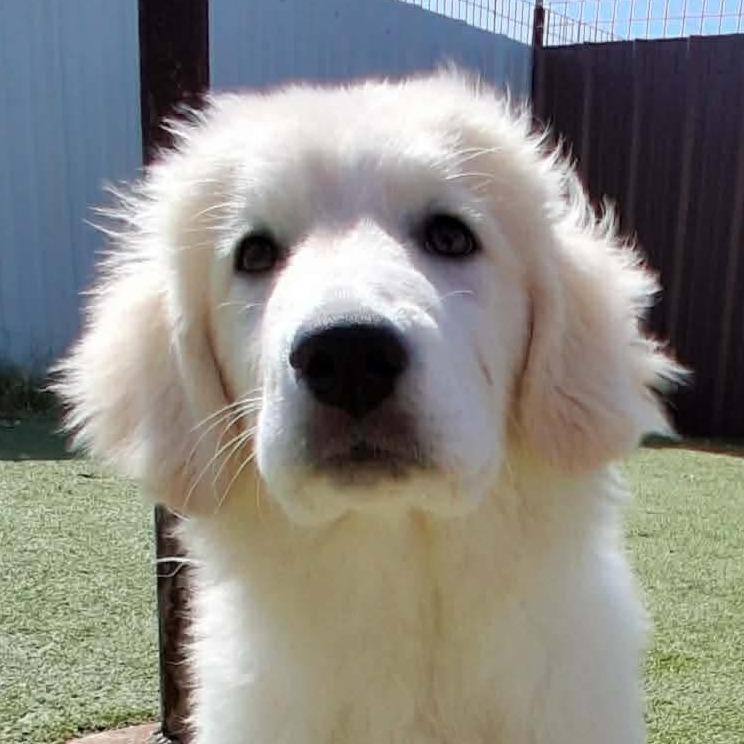GettaCOMING SOON, a Adoptable Great Pyrenees in Loves Park, IL image 1/5