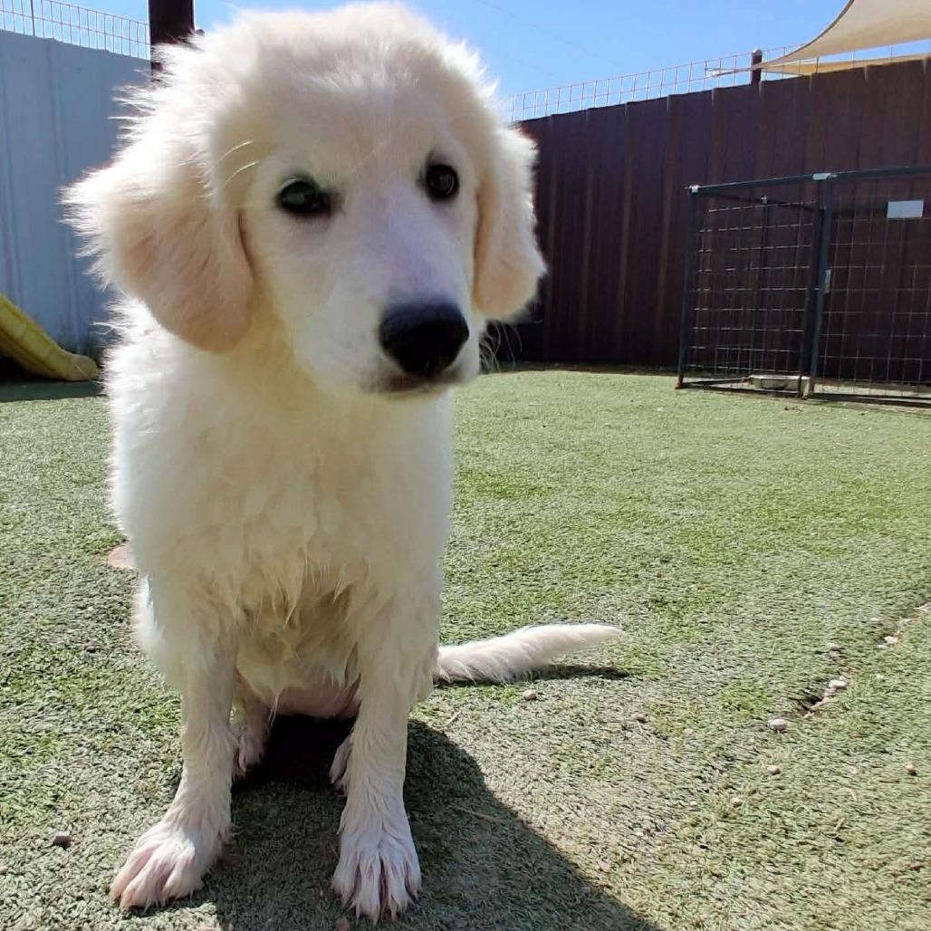 GettaCOMING SOON, a Adoptable Great Pyrenees in Loves Park, IL image 2/5