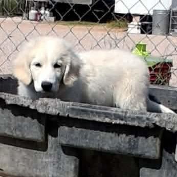 GettaCOMING SOON, a Adoptable Great Pyrenees in Loves Park, IL image 3/5
