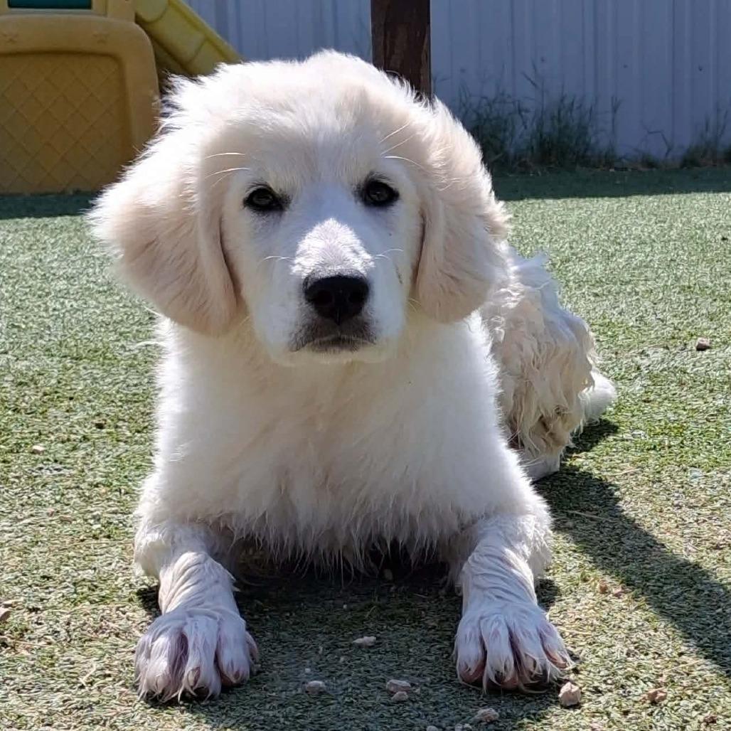 GettaCOMING SOON, a Adoptable Great Pyrenees in Loves Park, IL image 4/5