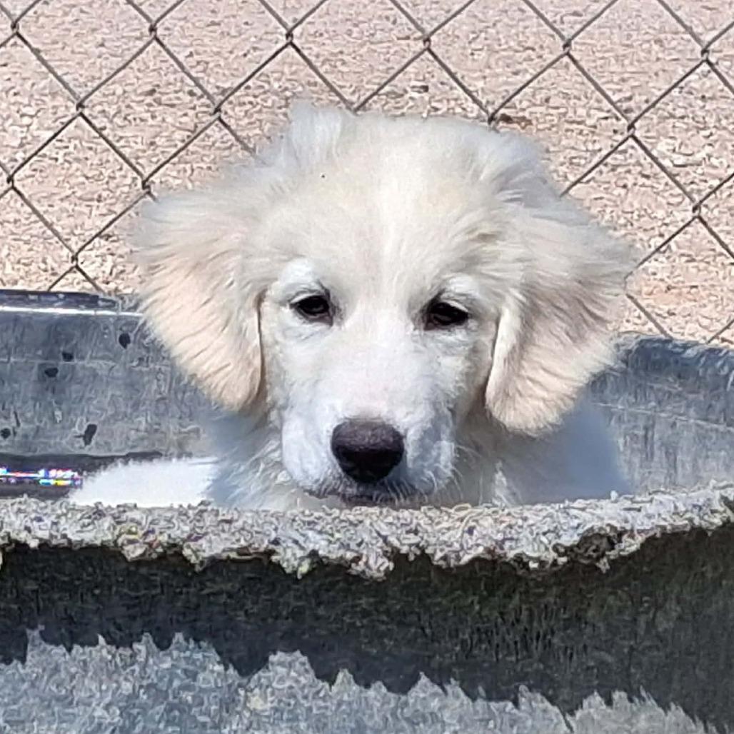 GettaCOMING SOON, a Adoptable Great Pyrenees in Loves Park, IL image 5/5