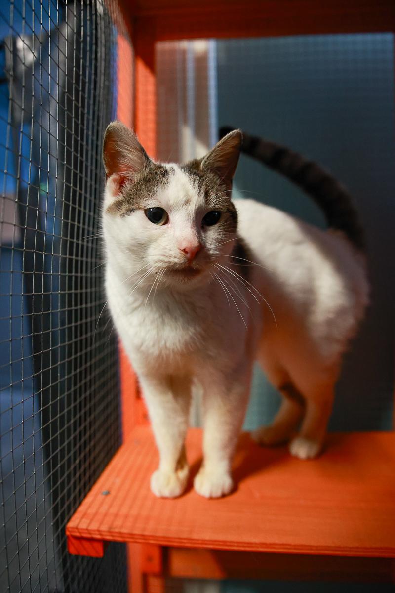 Enlarge Birdy, a ADOPTABLE Domestic Short Hair in Loogootee, IN image 2/2