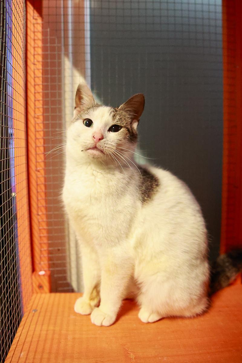 Enlarge Birdy, a ADOPTABLE Domestic Short Hair in Loogootee, IN image 1/2